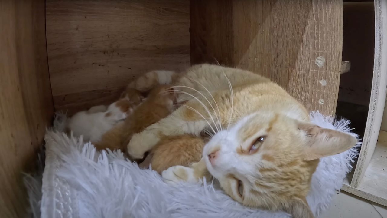 Mamma gatta in compagnia dei suoi cuccioli