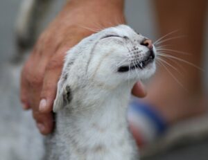 Il fatto che il tuo gatto sia affettuoso non è affatto strano: uno studio dimostra che sbagliamo sui felini