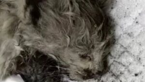 Il gattino era rimasto senza mamma gatta e giaceva sporco e senza forze nel fango: la sua trasformazione lascia senza fiato – Video