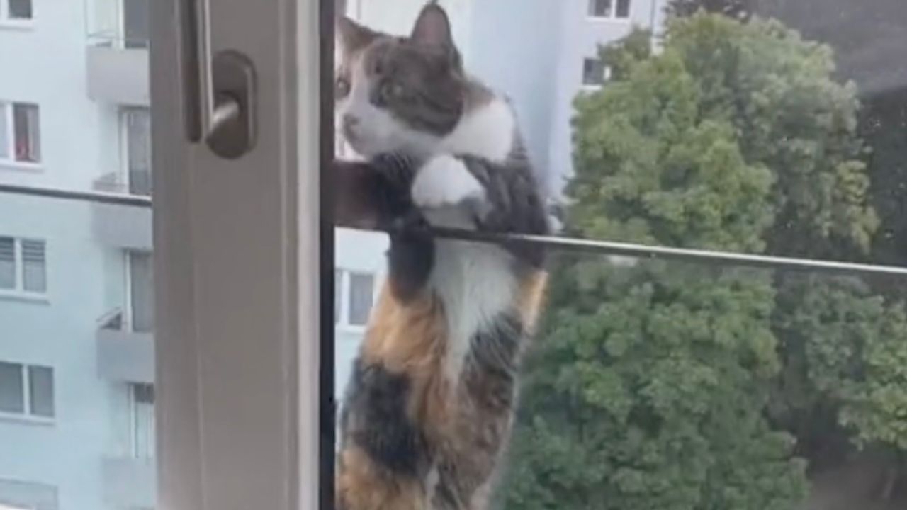 Gatto fuori dalla finestra