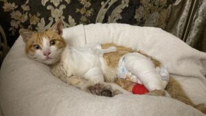 Il gatto ferito e malandato si fionda davanti a una casa per chiedere aiuto: ora si è trasformato in un vero re – Video