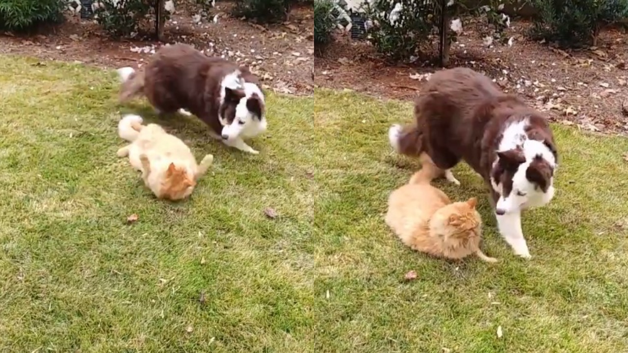 gatto e cane che giocano