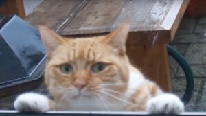 Il gatto orfano guardava con invidia dalla finestra e piangeva, cercando un calore che gli mancava da tempo – Video