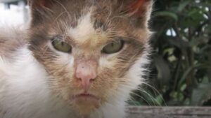 Il gatto viene abbandonato, ma non perde la speranza: con il cuore spezzato e il fisico debilitato chiede una seconda possibilità – Video
