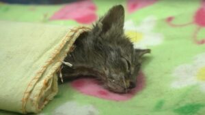 Il povero gattino stava vivendo i suoi ultimi momenti di vita sul ciglio della strada: nessuno sembrava volerlo salvare – Video