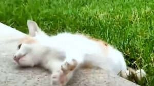 Il suo padrone si è accorto che stava male ma non ha avuto pietà: ha abbandonato questo gattino per strada – Video