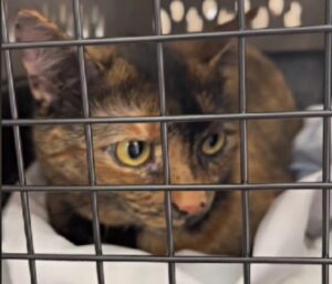 La donna porta il suo gatto dal veterinario dopo aver rilevato delle anomalie, ma la diagnosi la lascia di stucco