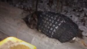 La famiglia del gatto voleva sbarazzarsi di lui e l’ha lasciato per strada, ma poi qualcosa è cambiato – Video