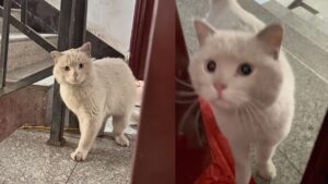 La gatta randagia ha bussato alla porta tristemente, chiedendo e sperando di essere adottata dalla famiglia – Video
