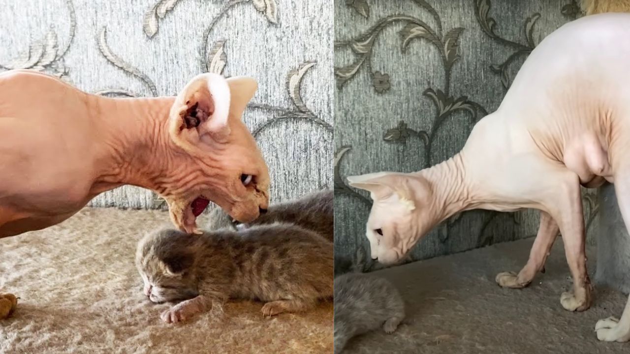 Mamma gatta Sphynx fa conoscenze