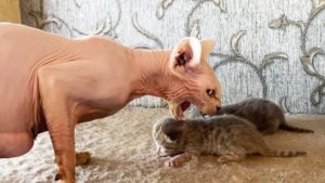 La mamma gatta Sphynx perde tutti i suoi gattini: adotterà quelli che i suoi padroni hanno scelto per lei? – Video