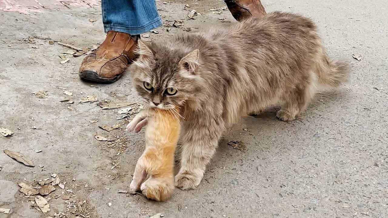 Mamma gatta tiene micio in bocca