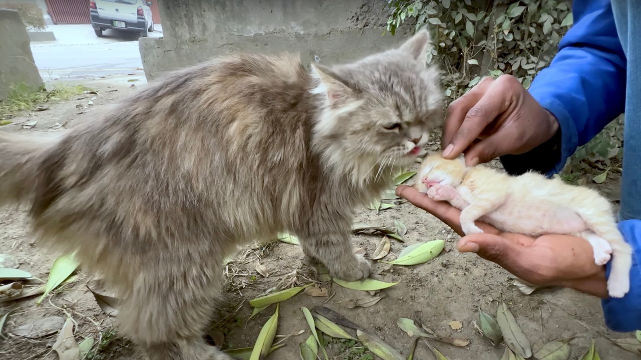 Mamma gatta preoccupata per le condizioni del suo cucciolo