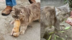La mamma gatta disperata trasporta il suo gattino morente cercando qualcuno che possa aiutarla e cambiare le cose – Video
