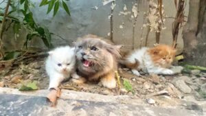 La mamma gatta, terrorizzata e arrabbiata, protegge i suoi figli e non vuole assolutamente che qualcuno si avvicini – Video