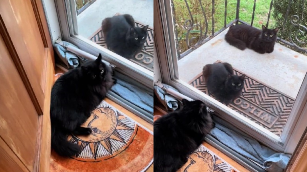 gatto nero e due gatti identici