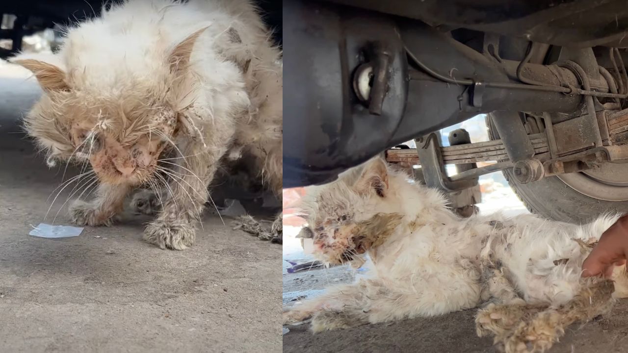 Gatto trovatello sotto una vettura