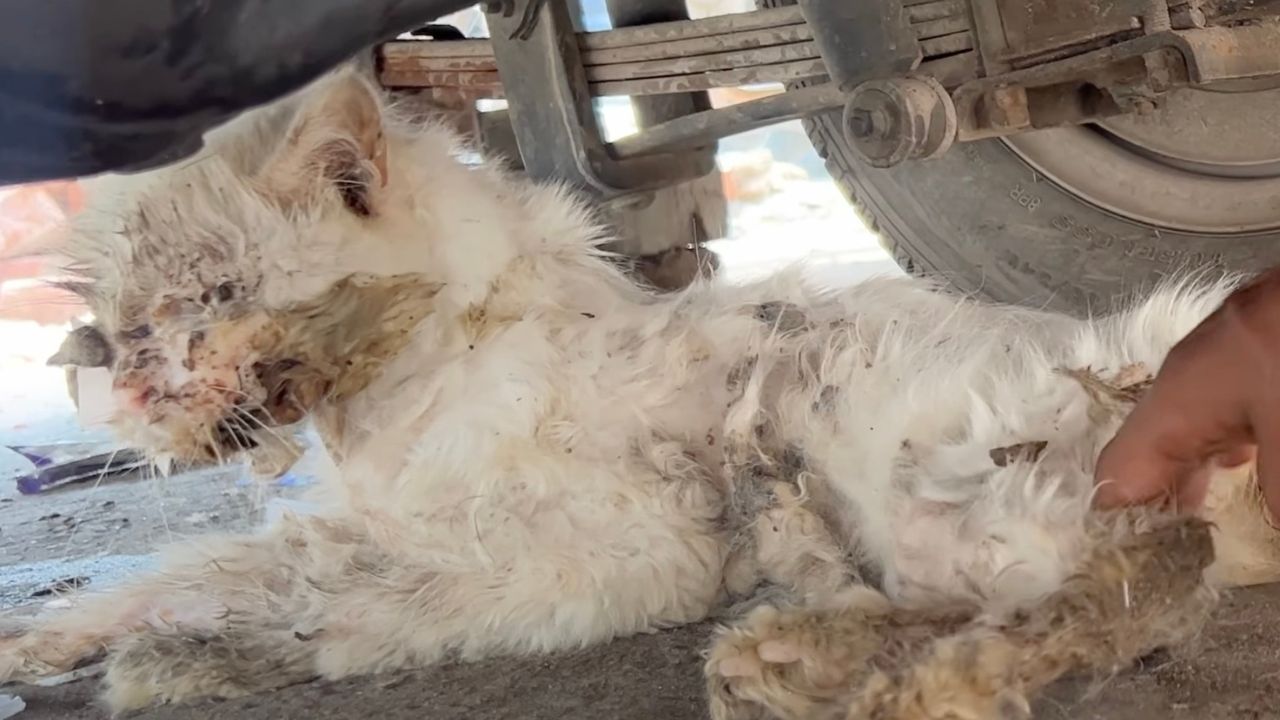 Gatto randagio sotto un'auto