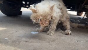 La povera gattina non credeva che il suo padrone l’avrebbe abbandonata così, disperata e in queste condizioni – Video