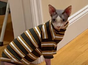 Lo hanno salvato da una donna che accumulava gatti e li maltrattati: questo Sphynx ora sembra tutto un altro gatto