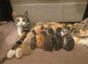 Mamma gatta aveva bisogno di un rifugio per i suoi gattini: un colpo di fortuna la fa capitare nel posto giusto