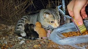 Mamma gatta ha cercato aiuto mentre i suoi gattini piangevano: quando l’hanno salvata era paralizzata dalla paura – Video
