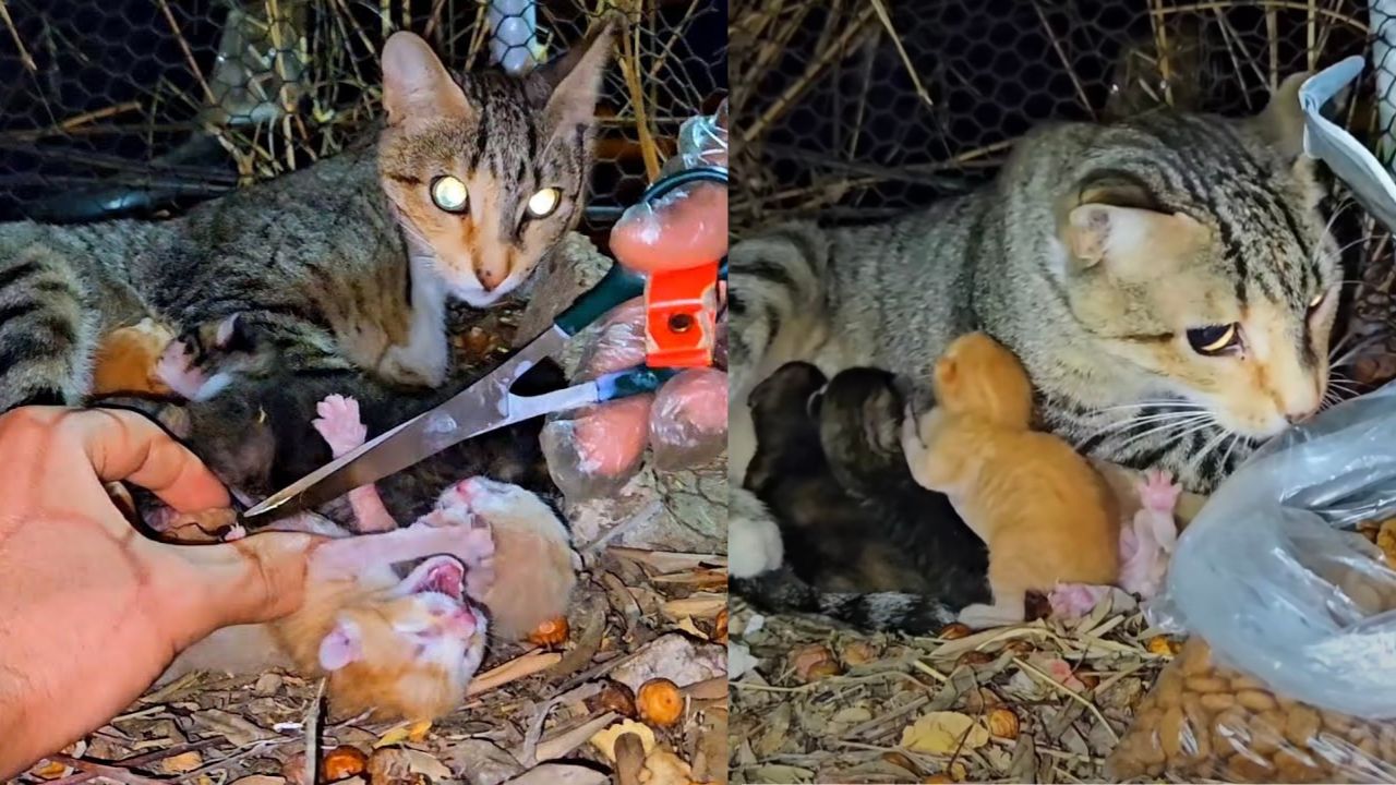 Mamma gatta riceve taglio cordone ombelicale