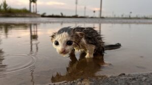 Mamma gatta non c’era più e il gattino piangeva disperato sotto la pioggia: aveva bisogno di aiuto immediatamente – Video