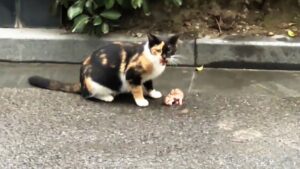 Mamma gatta si è rassegnata e ha lasciato il suo gattino morente: poi è arrivato qualcuno che ha creduto in lui – Video