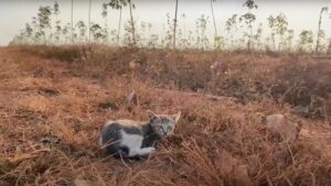 Nato con un difetto congenito, il gattino è stato abbandonato per strada: chi lo ha trovato non credeva ai suoi occhi – Video