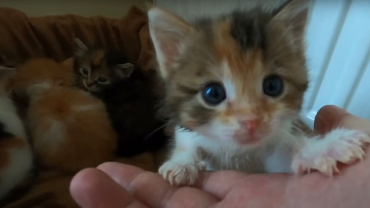 Piccoli gatti