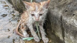 Non poteva credere ai suoi occhi quando l’ha visto: il gattino era stato lasciato da solo, in balia del maltempo e del freddo – Video