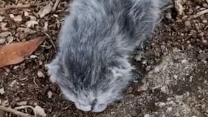 Pensavano fosse una talpa entrata in giardino: quando si sono accorti che era una piccola gattina l’hanno subito salvata – Video