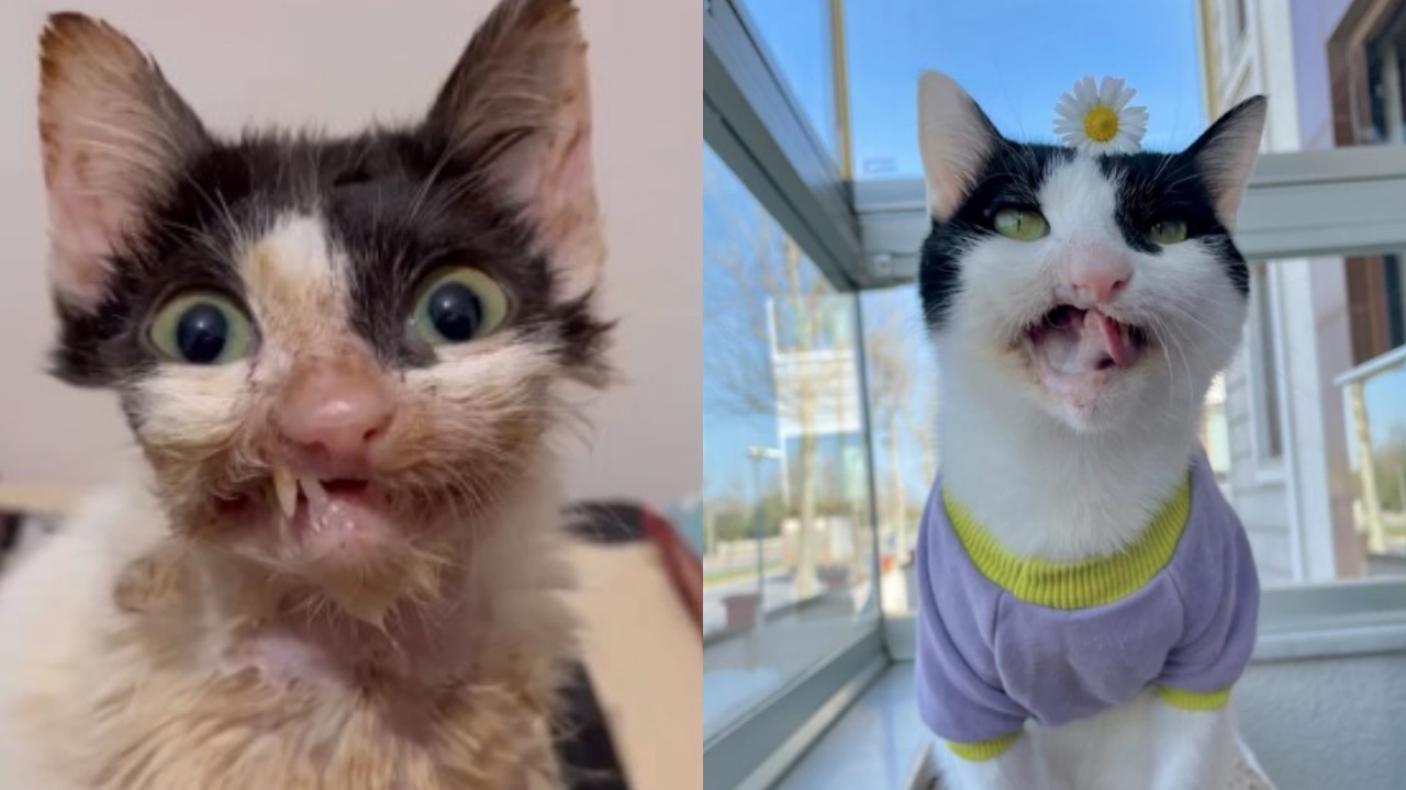 prima e dopo gattino