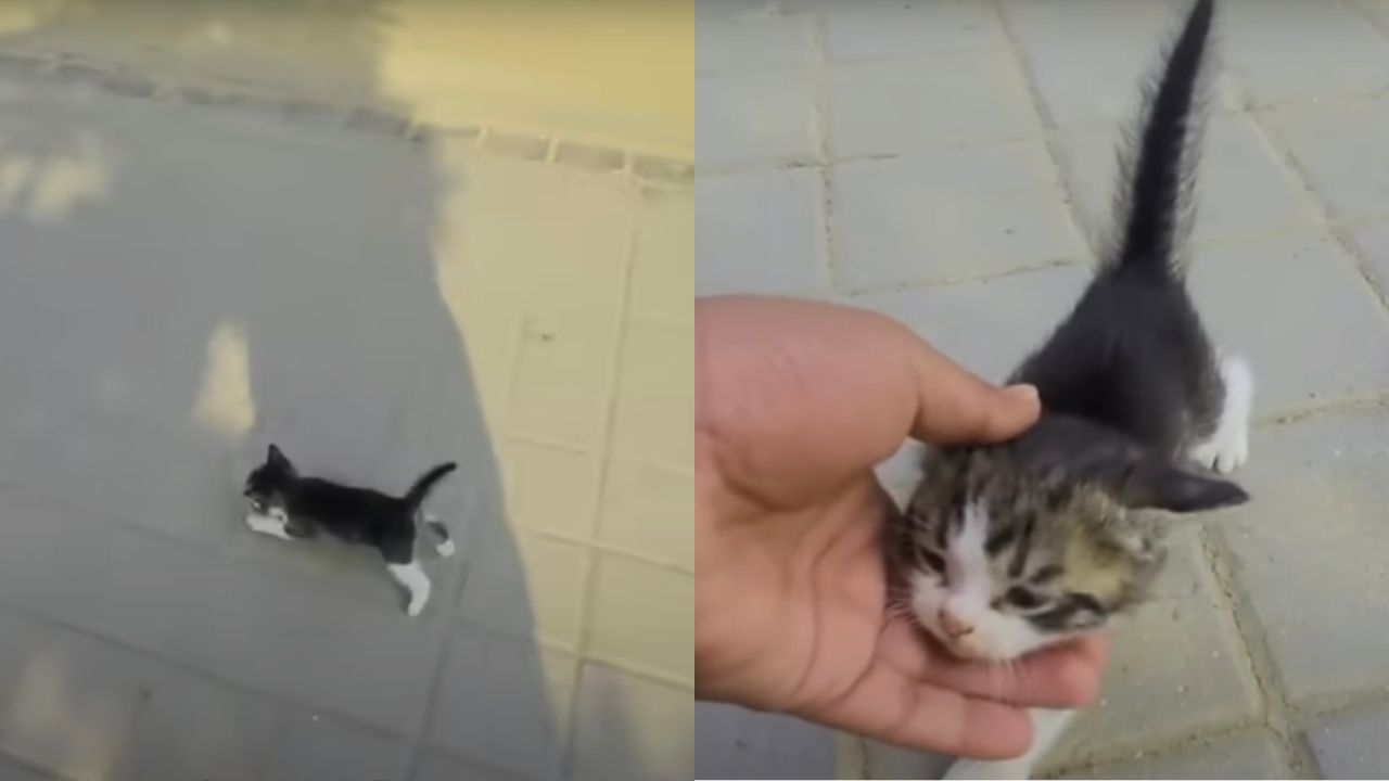 Gattino supplica i soccorritori