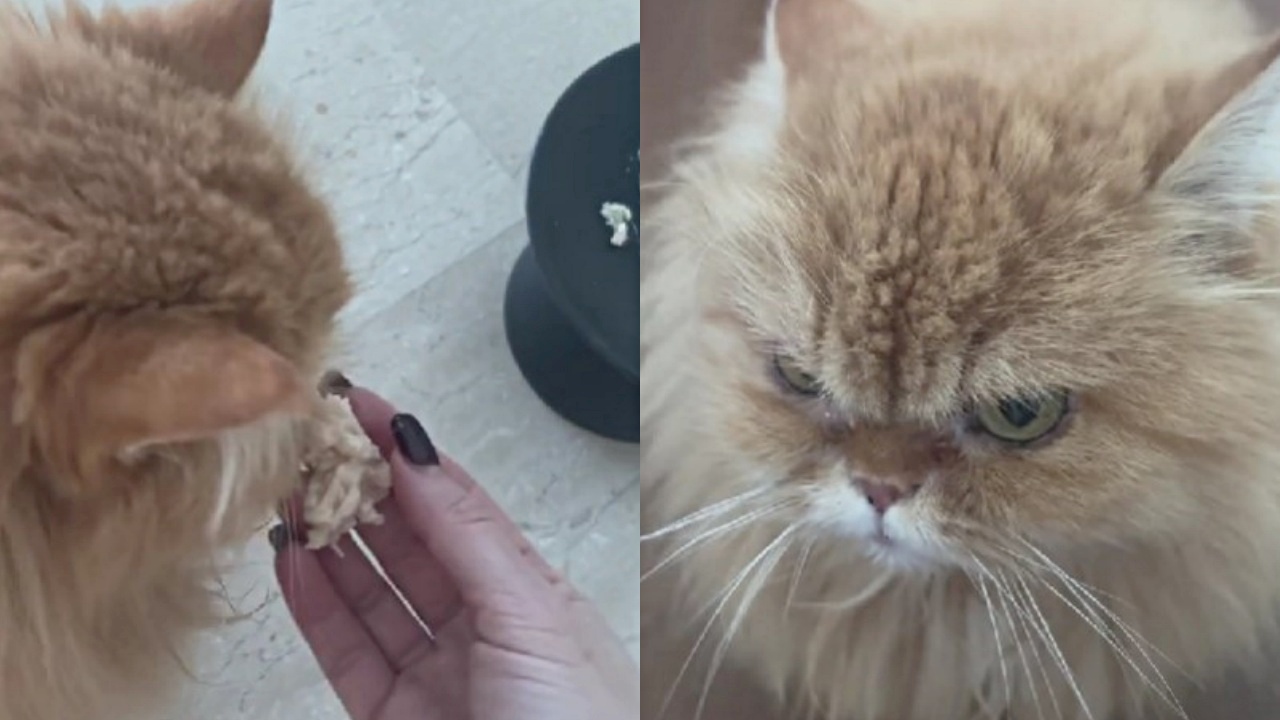 gatta mangia cibo dalle mani della proprietaria