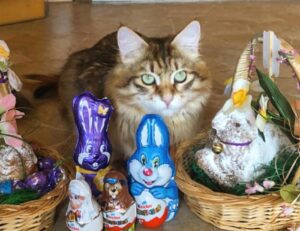 Queste 5 foto vi faranno capire come i gatti sono perfettamente in grado di godersi la Pasqua