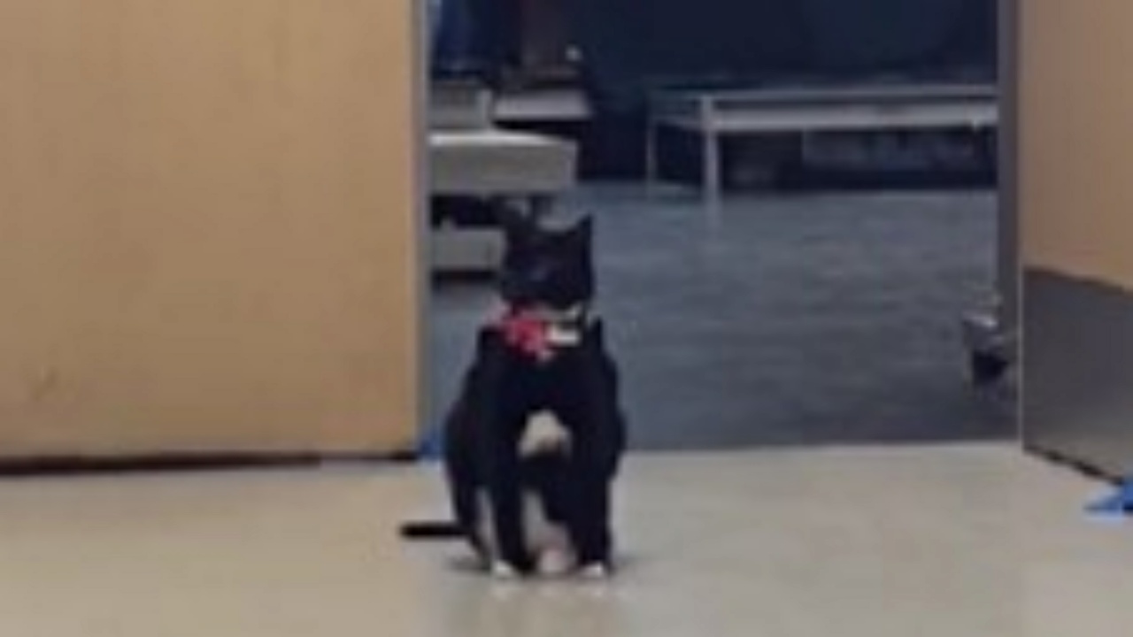gatto da pet therapy a scuola