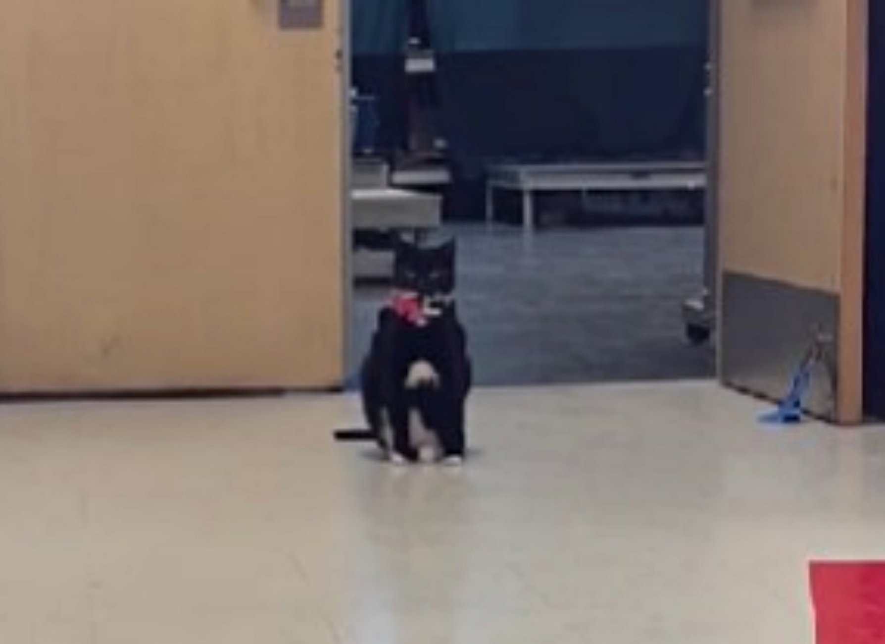 gatto da pet therapy aspetta i bambini