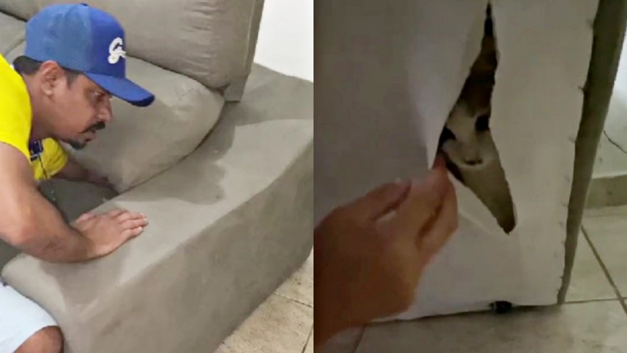 gatta intrappolata nel divano