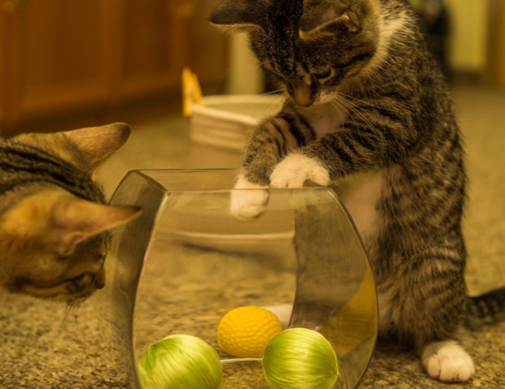 Gatto prende una pallina