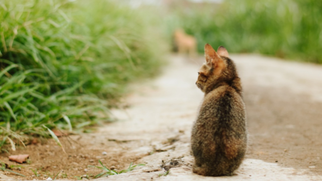 Gatto guarda avanti