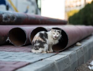 Se hai in mente di catturare un gatto randagio, fermati un attimo: prima assicurati di sapere come fare