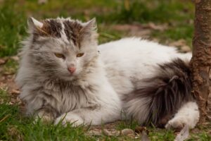 Se vedi un gatto sporco per strada, fermati: ha assolutamente bisogno che tu faccia almeno una cosa per lui