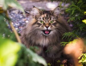 Sì, è arrivato il momento di scoprire quali sono (davvero) i gatti che hanno la vita più lunga