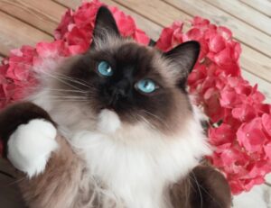 Sì, la cosa più carina che vedrete oggi sono proprio queste 5 foto di gatti immersi nei fiori