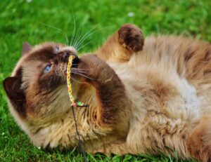 Sì, questi sono i motivi per cui il tuo gatto non la smette di giocare con i tuoi elastici per capelli