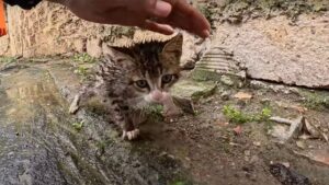 Si sono accorti subito di lui: i soccorritori hanno fatto di tutto per salvare il prezioso gattino con bisogni speciali – Video