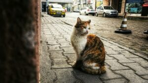 Sono oltre 70 e nessuno può occuparsene: a Pesaro i gatti di questa colonia sono in pericolo perché chi li curava non può più occuparsene