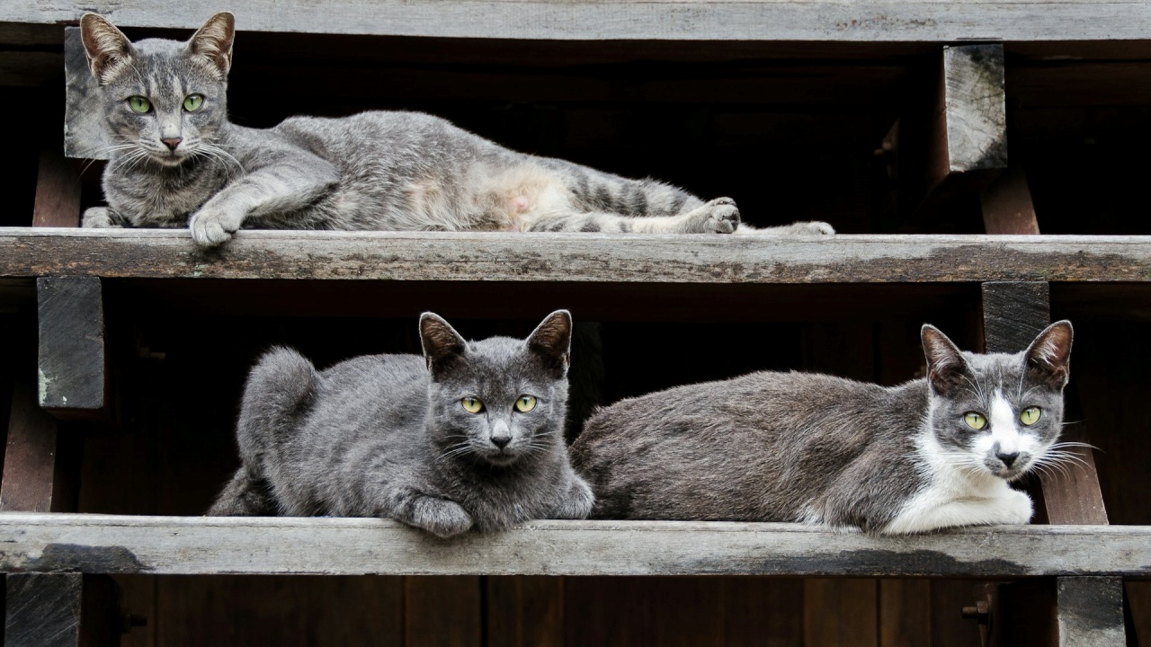 gatti colonia di Pesaro bisognosi di aiuto